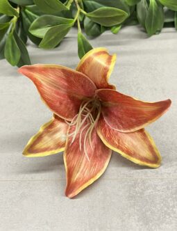 Lilia B36