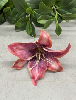 Lilia B36