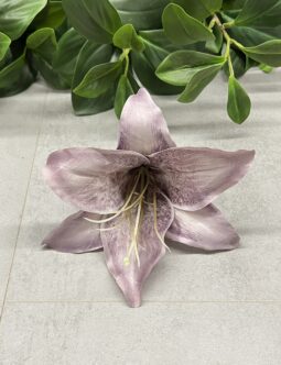 Lilia B36