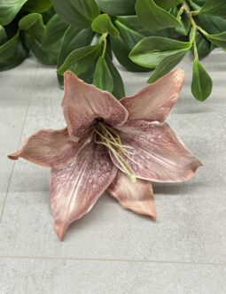 Lilia B36