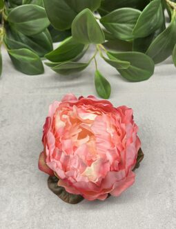Peonia główka pąk DC2626F