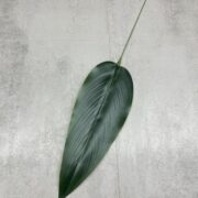 IMG_6297