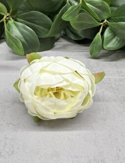Peonia wyrobowa N006