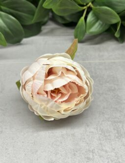 Peonia wyrobowa N006