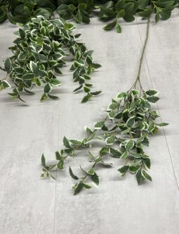 Fitonia EUK002