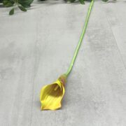 IMG_0111