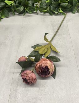 Peonia T140-25-4278 AUT1