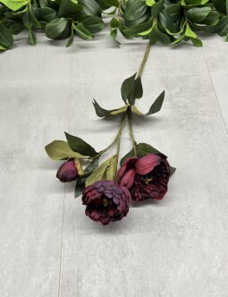 Peonia T140-25-4278 AUT1