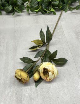Peonia T140-25-4278 AUT1