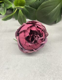 Peonia IRA 120