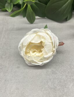 Peonia IRA 120