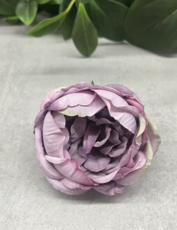 Peonia IRA 120