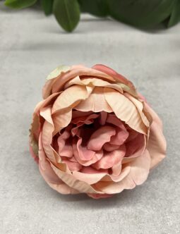 Peonia IRA 120
