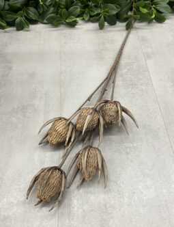 Protea Piankowa LG8060 MIX1