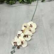 IMG_9797
