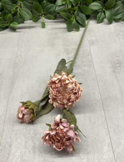 Protea gałązkowa DY1-6387