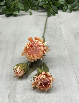 Protea gałązkowa DY1-6387