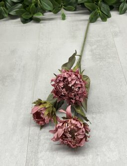 Protea gałązkowa DY1-6387