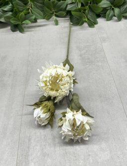 Protea gałązkowa DY1-6387
