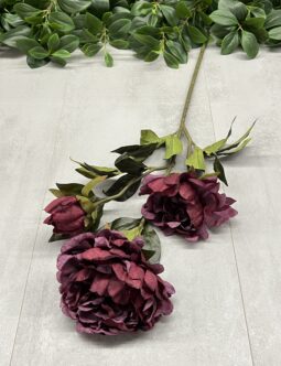 Peonia 50563