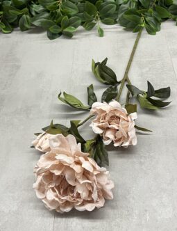 Peonia 50563