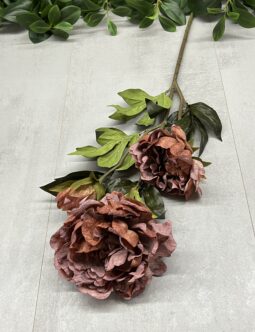 Peonia 50563