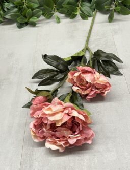 Peonia 50563