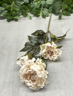 Peonia 50563