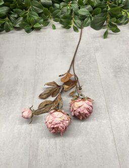 Peonia HD9712