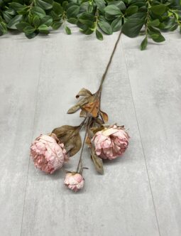 Peonia HD9712