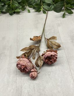 Peonia HD9712