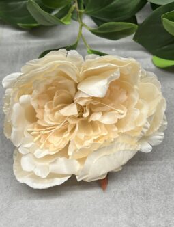 Peonia główka pąk FME074513N