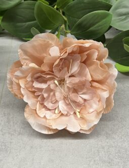 Peonia główka pąk FME074513N