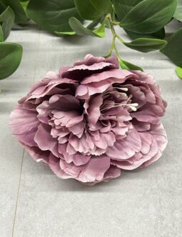 Peonia główka pąk FME074513N