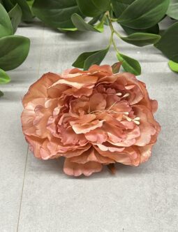 Peonia główka pąk FME074513N