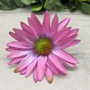 IMG_3055