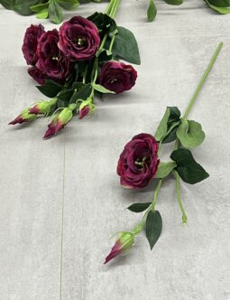 Eustoma SUN901