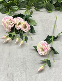 Eustoma SUN901