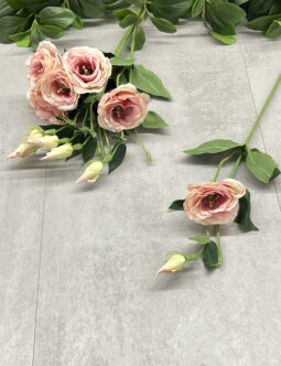 Eustoma SUN901