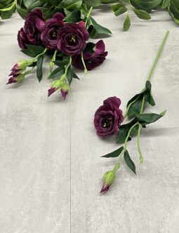 Eustoma SUN901