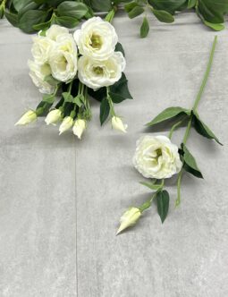 Eustoma SUN901