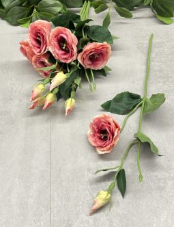 Eustoma SUN901