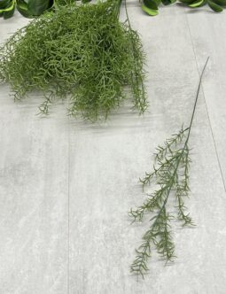 Asparagus SUN510