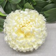 IMG_4589
