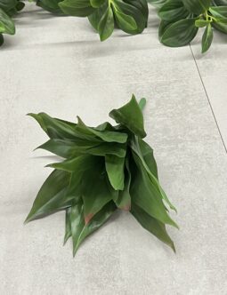 Sukulent KWDOD000870