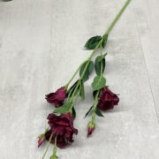 IMG_5539