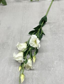 Eustoma Długa SUN345