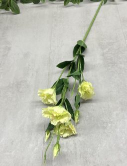 Eustoma Długa SUN345