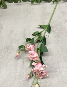 Eustoma Długa SUN345