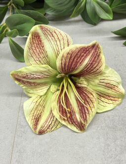Amarylis wyrobowy SUN422